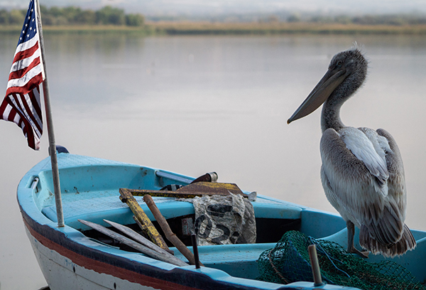 Long-beaked pelican captain watching the lake on a blue boat, close-up, selective focus